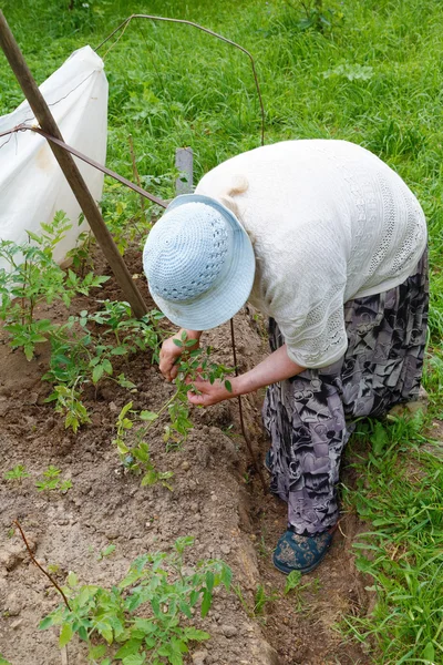 Büyükanne bahçede domates ekili — Stok fotoğraf