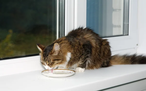 Katze klopft Milch aus einer Untertasse, die auf einem Fensterbrett sitzt — Stockfoto