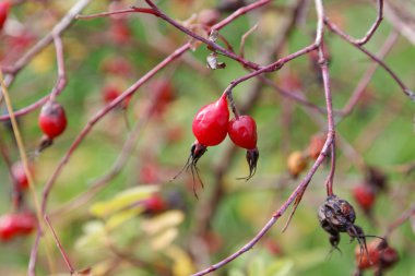 bir Bush yabani gül kırmızı meyveler