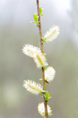 Kedicikler, sallows çiçeği vardır.