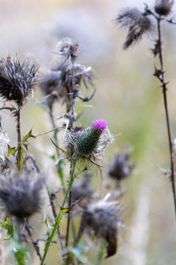 Thistle çiçek closeup yaz gün