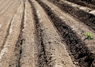 Bahar günü karık sürülmüş alana