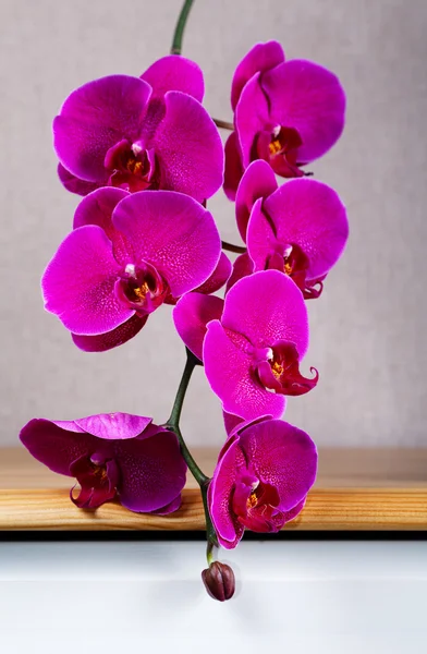 Fioletowe kwiaty orchidei w pokoju — Zdjęcie stockowe