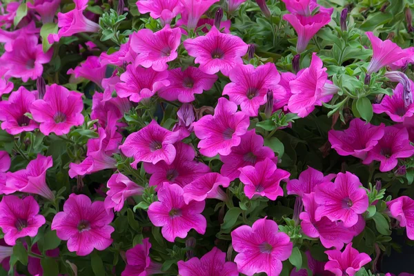 Purple petunia flowers in the spring, beautiful background — Stock Photo, Image