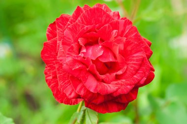 Gül bahçesinde. Kırmızı gül kartı kopya alanı ile.