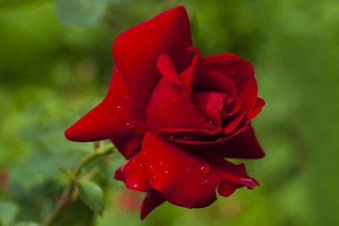 Yeşil bulanık arka plan üzerinde kırmızı gül