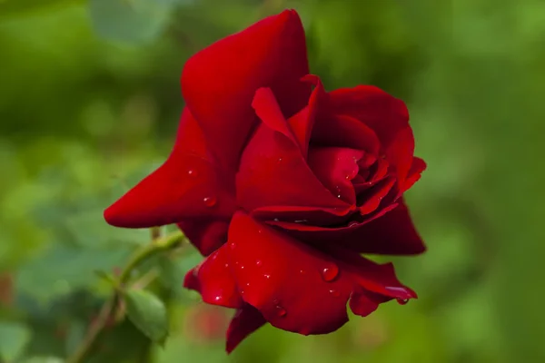 Red rose on green blurry background — Stock Photo, Image