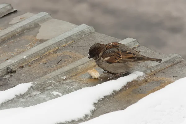 Hungrige Sperlinge fressen im Winter ein Stück Brot — Stockfoto