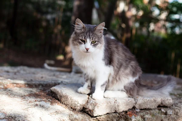 슬픔 앉아있는 고양이 — 스톡 사진