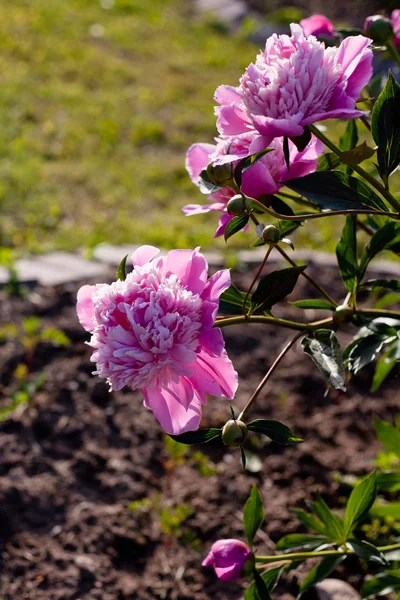 Pink peonies — Stock Photo, Image