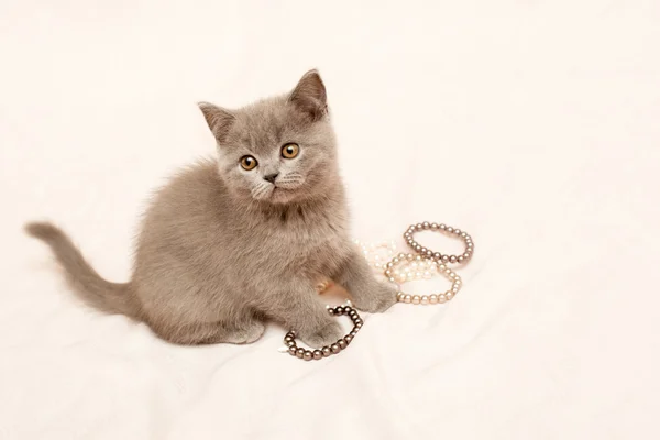 灰色的小猫 — 图库照片
