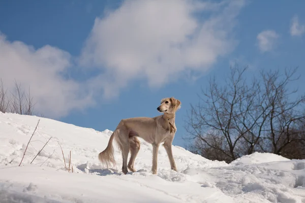 Saluki blanc — Photo