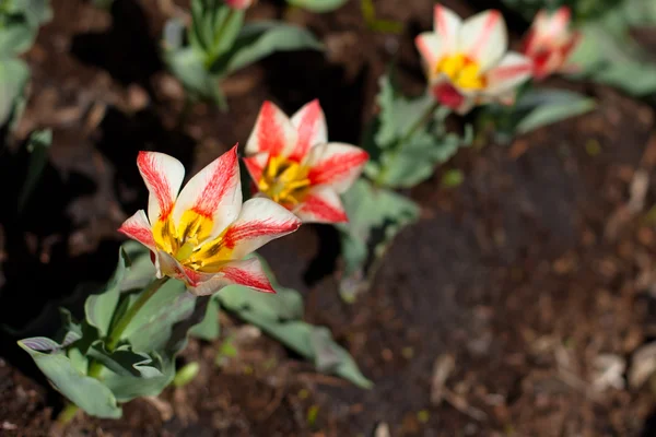 Tulipani — Foto Stock