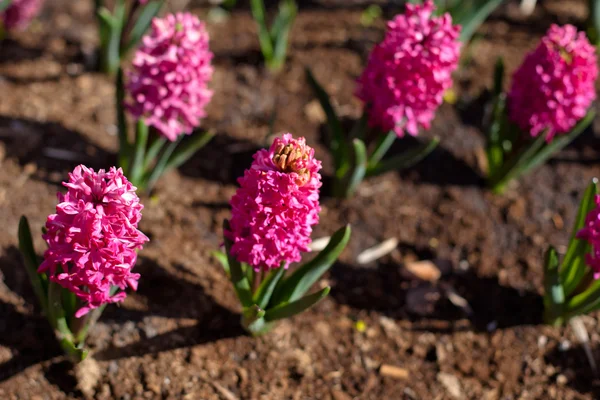 Fiori rosa — Foto Stock