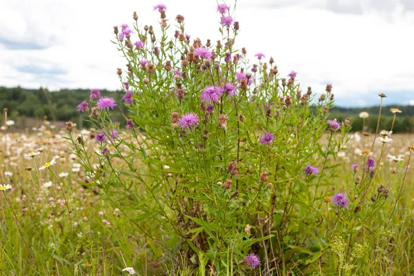 Wildblumen — Stockfoto