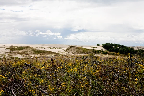 Dunas de arena — Stockfoto