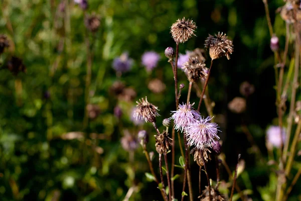 野生の花 — ストック写真