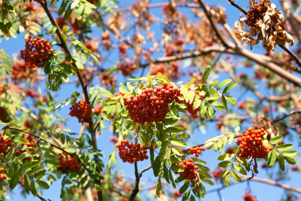 Punaiset syksyn marjat — kuvapankkivalokuva