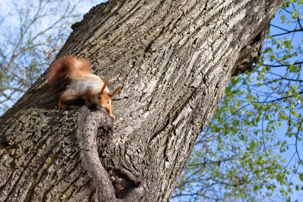 Spring squirrel — Stock Photo, Image