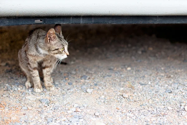 야외 고양이 — 스톡 사진