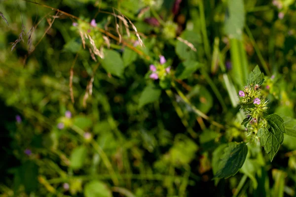 Wildblumen — Stockfoto