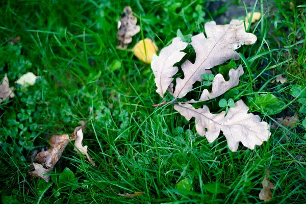 Oak leaves — Stock Photo, Image