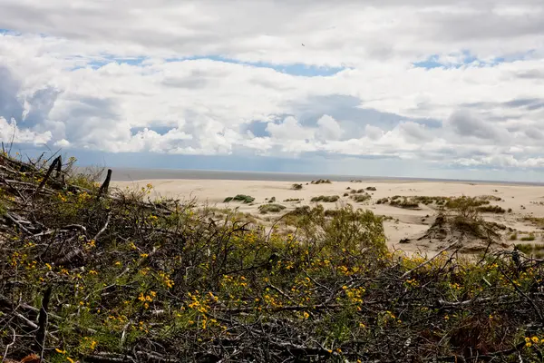 Sanddünen — Stockfoto