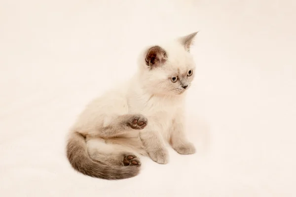 ลูกแมวสีเทาและขาว — ภาพถ่ายสต็อก