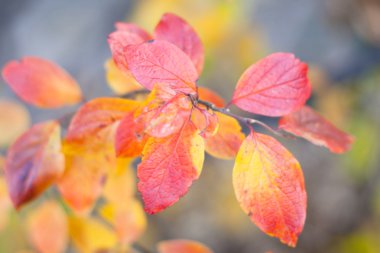 kırmızı yapraklar