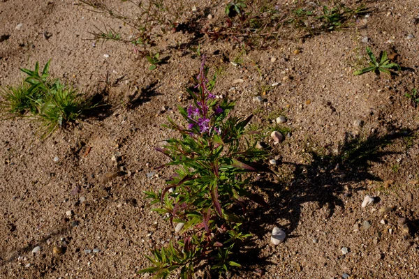 Wildflower — Stock Photo, Image