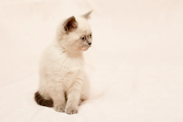 Chaton gris et blanc — Photo