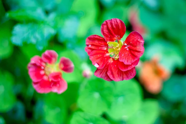 Flores rojas —  Fotos de Stock