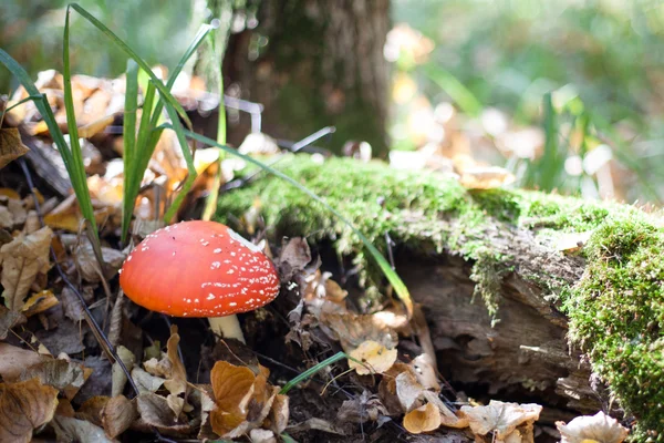 Red amanita — Stock Photo, Image