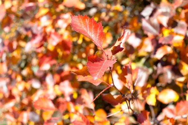 Red leaves — Stock Photo, Image