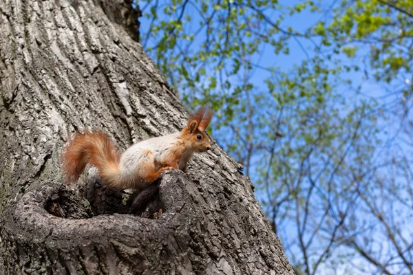 Spring squirrel — Stock Photo, Image