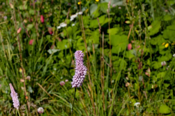 Fiori di campo — Foto Stock