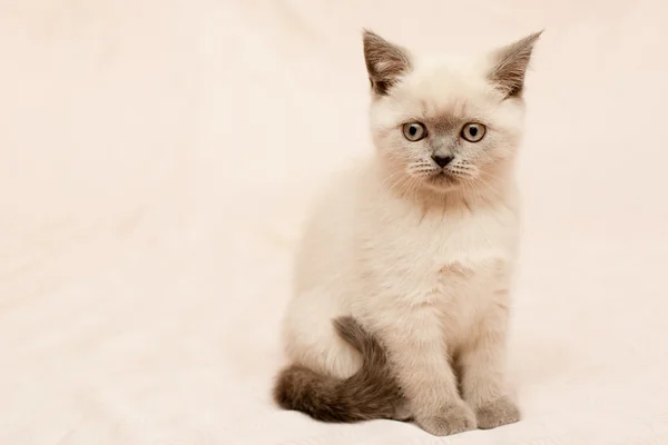 Серый и белый котенок — стоковое фото