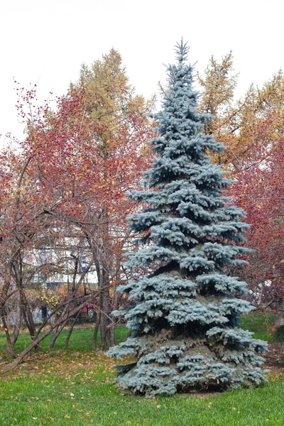 Blue spruce — Stock Photo, Image