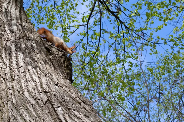 Spring squirrel — Stock Photo, Image