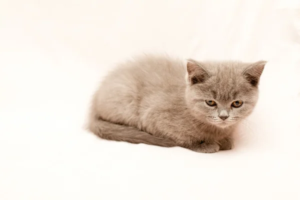 Szary kotek — Zdjęcie stockowe