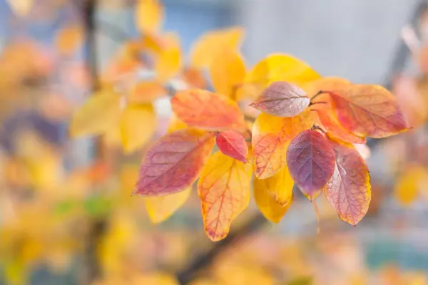 Feuilles rouges — Photo