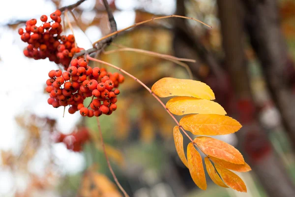 Baies rouges d'automne — Photo