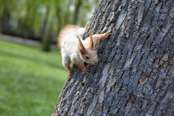 Spring squirrel — Stock Photo, Image