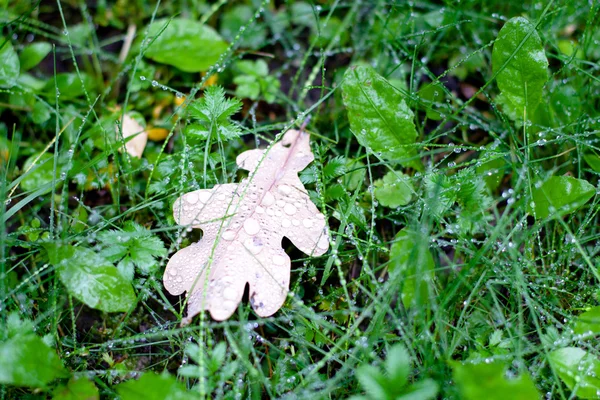Браун дубового листя — стокове фото