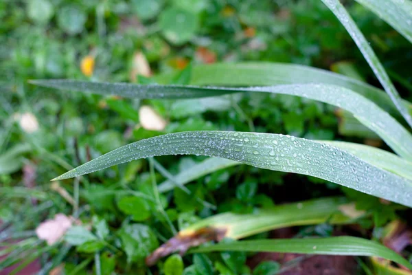 Long green leaves