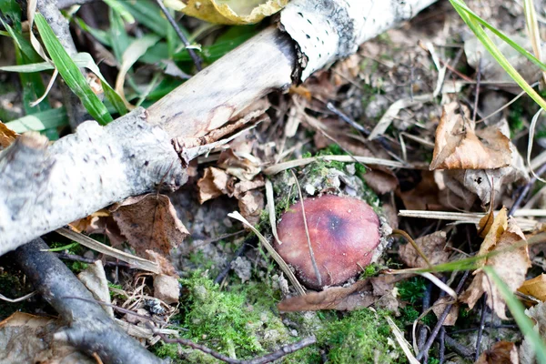 Brown small mushroom — Stock Photo, Image