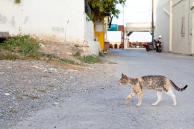 Açık havada ince kedi