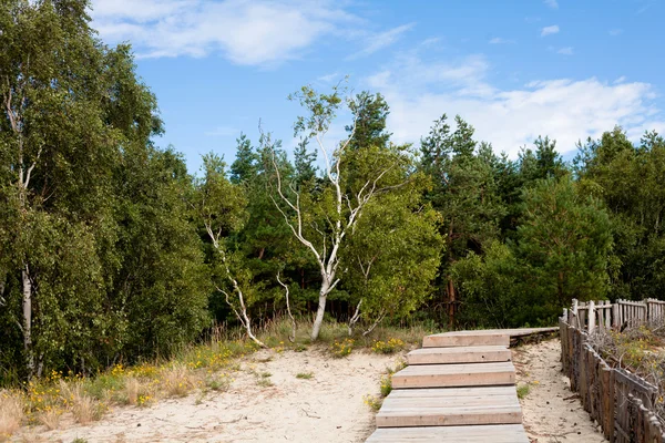 Forêt et route en bois — Photo