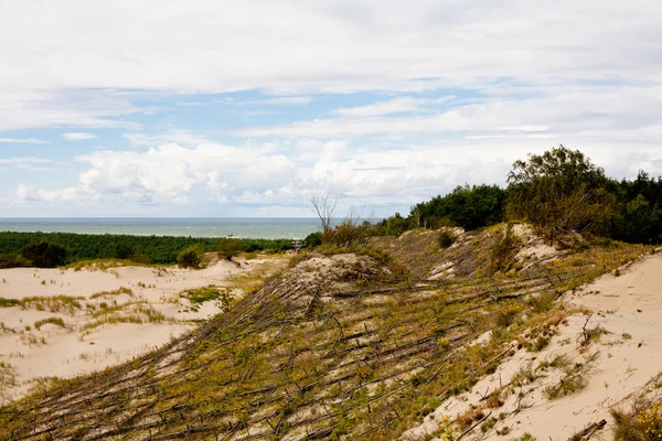 Sand dunes wirh växter — Stockfoto