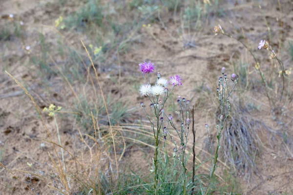 Weiße und lila Blüten — Stockfoto